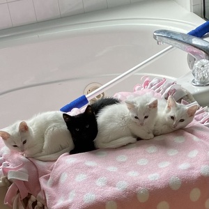 Fundraising Page: Kathy Dalton